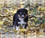 Puppy Maple Australian Shepherd