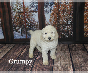 Poodle (Standard) Puppy for sale in CHANUTE, KS, USA
