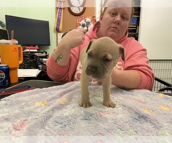 Medium Photo #9 American Pit Bull Terrier Puppy For Sale in TACOMA, WA, USA