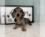 Small #5 Dachshund