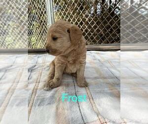 Labradoodle Puppy for Sale in WEISER, Idaho USA