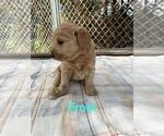 Small Photo #1 Labradoodle Puppy For Sale in WEISER, ID, USA