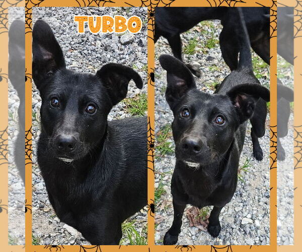 Medium Photo #5 Shollie Puppy For Sale in Blacksburg, SC, USA