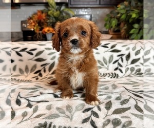 Cavapoo Puppy for sale in GREENWOOD, IN, USA