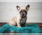 Small Photo #3 French Bulldog Puppy For Sale in CEDAR RAPIDS, IA, USA
