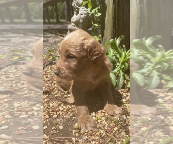 Medium Photo #2 Goldendoodle Puppy For Sale in FAYETTEVILLE, TN, USA