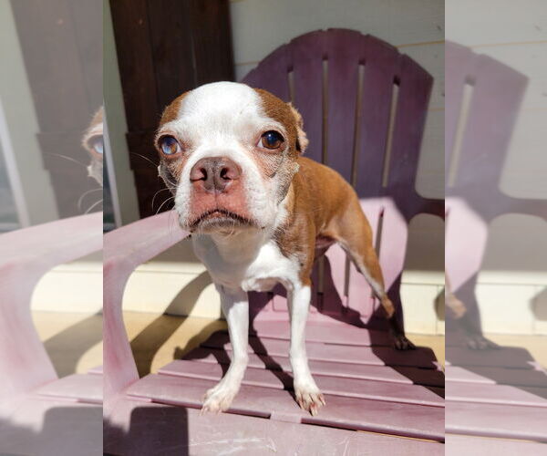 Medium Photo #1 Boston Terrier Puppy For Sale in Little Elm, TX, USA