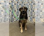 Small #1 German Shepherd Dog