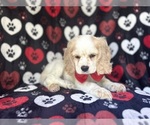 Small #2 Cocker Spaniel