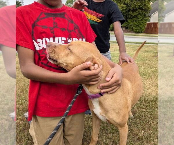 Medium Photo #6 American Pit Bull Terrier-Labrador Retriever Mix Puppy For Sale in Atlanta, GA, USA