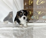 Small #4 Pembroke Welsh Corgi