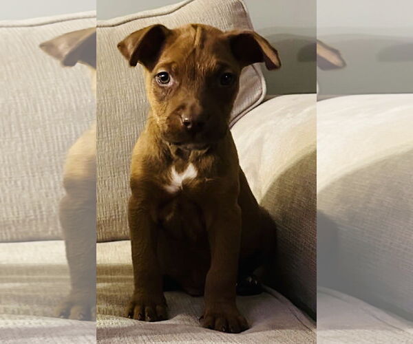 Medium Photo #1 American Pit Bull Terrier-Unknown Mix Puppy For Sale in Germantown, OH, USA