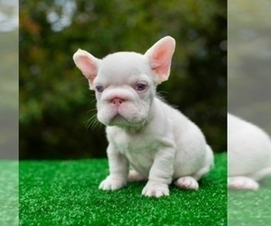 French Bulldog Puppy for sale in CINCINNATI, OH, USA