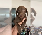 Small Photo #1 Labrador Retriever Puppy For Sale in RIVERSIDE, CA, USA