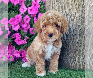 Poodle (Miniature) Puppy for sale in ARTHUR, IL, USA
