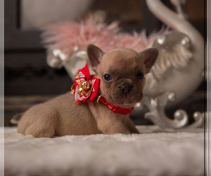 French Bulldog Puppy for sale in HUSON, MT, USA