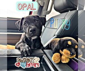 Bullypit Dogs for adoption in Riverside, CA, USA