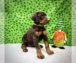 Puppy Yellow Collar Doberman Pinscher