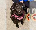 Small #3 Labrador Retriever Mix