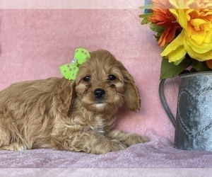 Medium Cavapoo