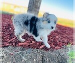 Small Photo #15 Miniature Australian Shepherd Puppy For Sale in BLACK FOREST, CO, USA