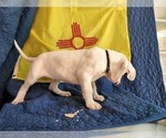 Small #6 Dogo Argentino