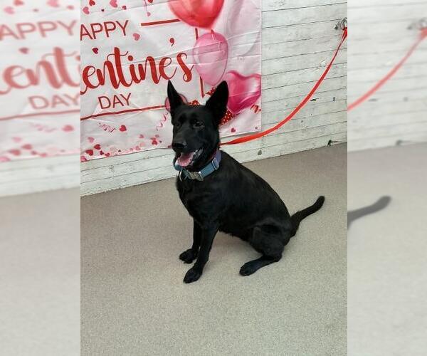 Medium Photo #1 German Shepherd Dog Puppy For Sale in San Bernardino, CA, USA