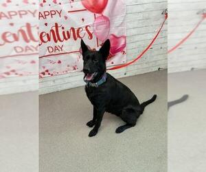 German Shepherd Dog Dogs for adoption in San Bernardino, CA, USA