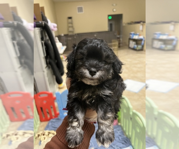 Medium Photo #11 Bichpoo Puppy For Sale in ROSEMEAD, CA, USA