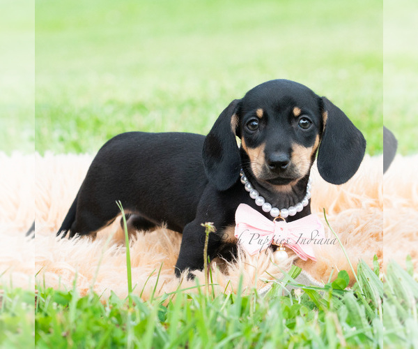 Medium Photo #5 Dachshund Puppy For Sale in WARSAW, IN, USA