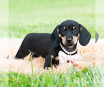 Small #3 Dachshund