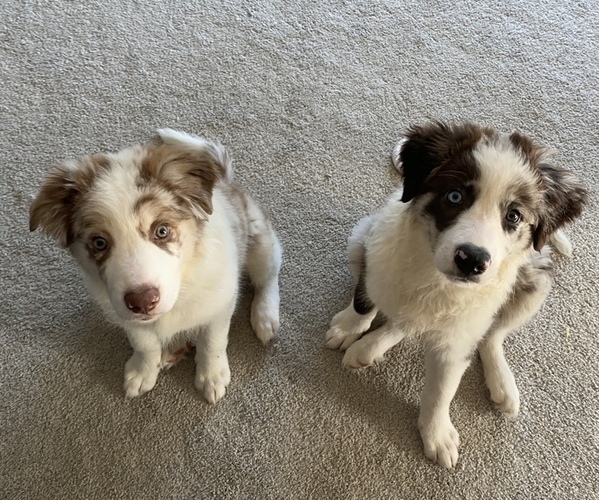 Medium Photo #3 Border Collie Puppy For Sale in EVERETT, WA, USA