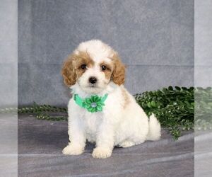 Cavapoo Puppy for sale in BIRD IN HAND, PA, USA