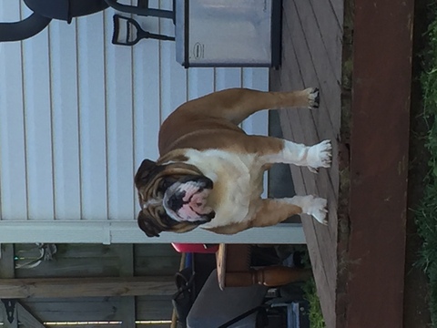 Medium Photo #1 Bulldog Puppy For Sale in GEORGETOWN, KY, USA