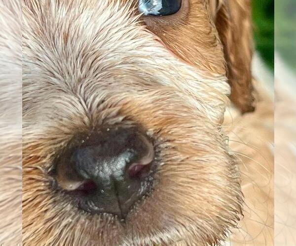 Medium Photo #6 Brittany Puppy For Sale in BERKSHIRE, NY, USA