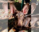 Small Photo #26 Australian Kelpie-Unknown Mix Puppy For Sale in Doylestown, PA, USA