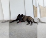 Small #8 Belgian Malinois-Rhodesian Ridgeback Mix