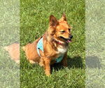 Small #4 Pembroke Welsh Corgi Mix