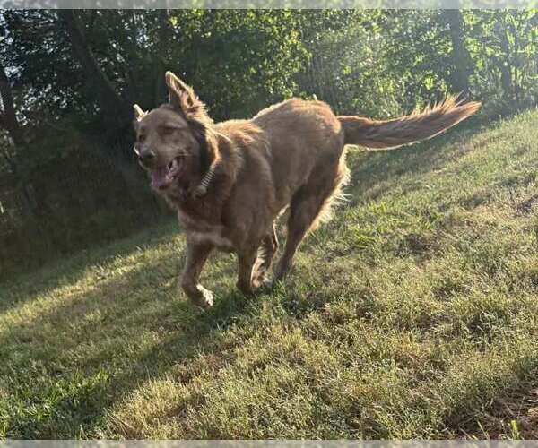 Medium Photo #3 Mutt Puppy For Sale in Woodbury, NY, USA