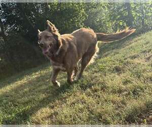 JUNIE - Female Great Pyrenees-Unknown Mix Dog for Adoption - Photo #3