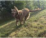 Small #2 Mutt