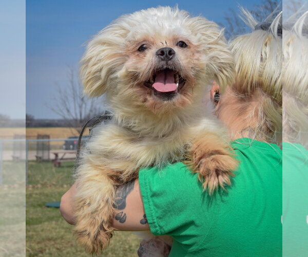 Medium Photo #5 Shih Tzu Puppy For Sale in Huntley, IL, USA