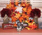 Small Photo #31 Chihuahua Puppy For Sale in CHARLESTON, AR, USA