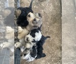 Small Photo #9 Aussiedoodle Puppy For Sale in MIDDLETOWN, OH, USA
