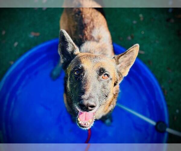 Medium Photo #2 Mutt Puppy For Sale in Orlando, FL, USA