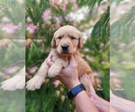Puppy AKC Blue Golden Retriever