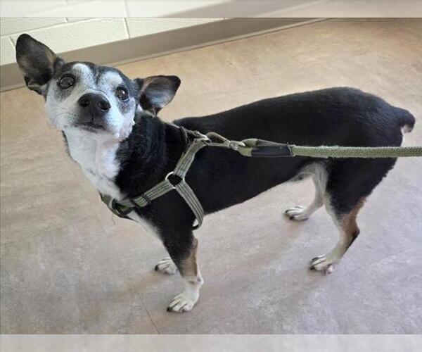 Medium Photo #1 Rat Terrier Puppy For Sale in Derwood, MD, USA