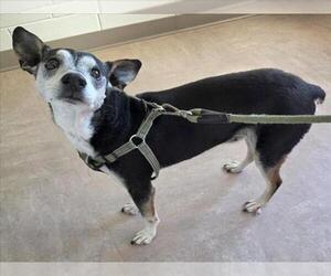 Rat Terrier Dogs for adoption in Derwood, MD, USA