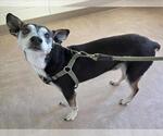 Small Rat Terrier