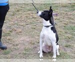 Small #2 Canaan Dog-Pointer Mix